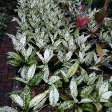 Aglonema snow white - tanaman hias aglonema - pohon aglonema