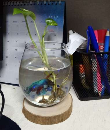 520+ Dekorasi Aquarium Bulat Gratis Terbaru