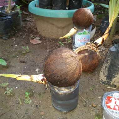 tanaman hias bibit kelapa bonsai-kelapa bonsay