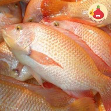 Ikan Nila Merah 1Kg / Ikan Nila Segar / Ikan Segar - Bawangbagus 1Kg