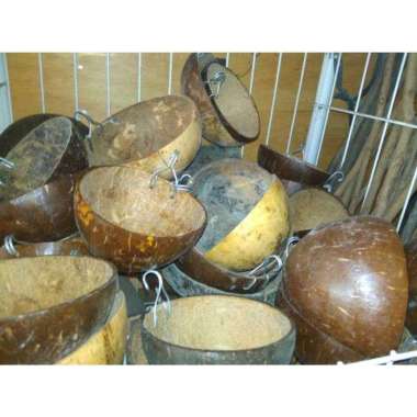 Tempat Pakan Ayam dari Batok Kelapa