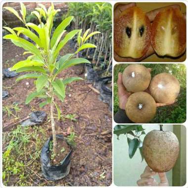 bibit sawo jumbo Indonesia