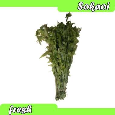 DAUN PAKIS SAYUR SEGAR SAYURAN SEGAR