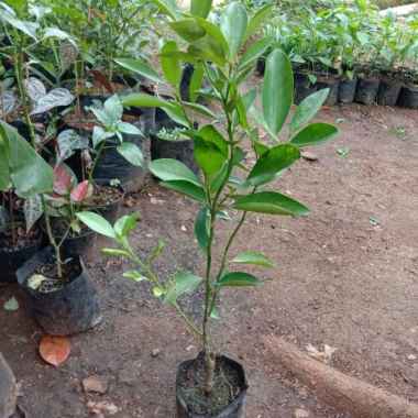 Pohon Jeruk Kips-Bibit Tanaman Jeruk Kips