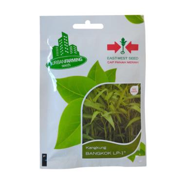 Panah Merah Benih Kangkung Darat Bangkok LP-1 Tanaman