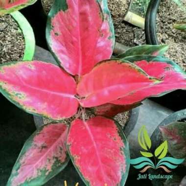 Tanaman Hias Aglonema Red Kocin- Tanaman Aglonema --