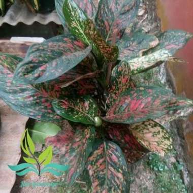 Tanaman Hias Aglonema Venus- Tanaman Hias Aglonema --