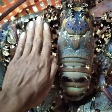 Jagal Online Store Lobster Jenis Mutiara 1Kg ( isi 2 Ekor) Hidup