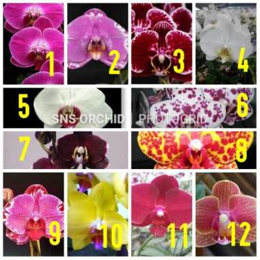 Benih bibit anggrek bulan phalaenopsis hybrid taiwan botolan botol
