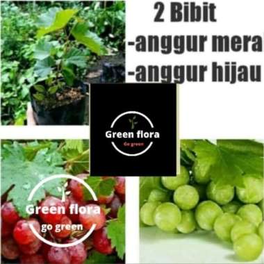 Tanaman Anggur Harga Agustus 2021 Blibli