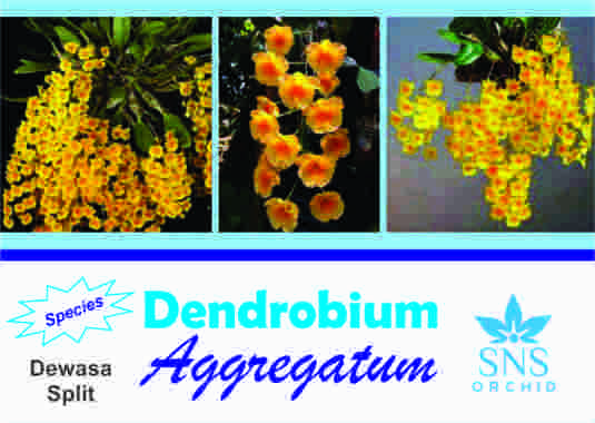 Dendrobium Aggregatum Dewasa Siap Bunga Anggrek Dendro Agregatum Species Bibit Spesi Speci