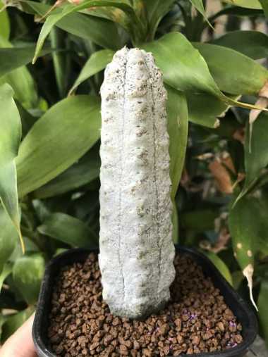 euphorbia abdelkuri cactus