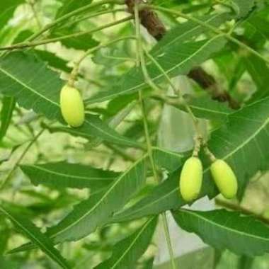 Bibit pohon mimba-herbal mimba-mindi