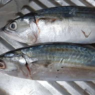 Ikan kembung banjar super