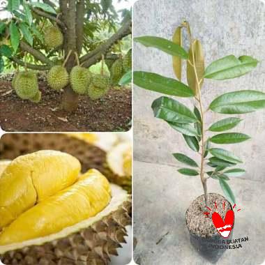 Jual Goldseeds Bibit Durian Montong Murah Agustus 2020 Blibli Com