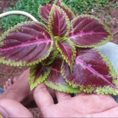 Tanaman Hias Bayam-Bayaman Bunga Merah -