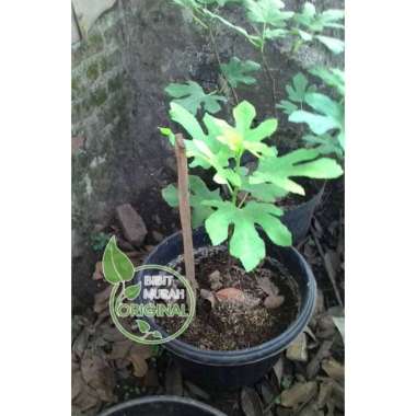 paket 3 bibit buah tin