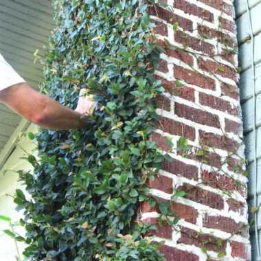 Tanaman Creeping Ficus ( Dolar Kecil )