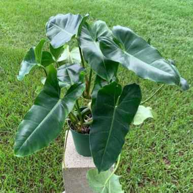Tanaman Philodendron Burle Marx
