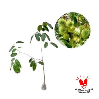 Rambutan Rapiah
