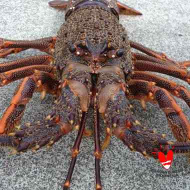 Jagal Online Store Lobster Laut 1Kg ( isi 2 Ekor) Hidup