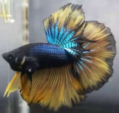 83 Koleksi Dekorasi Aquarium Ikan Cupang Terbaru
