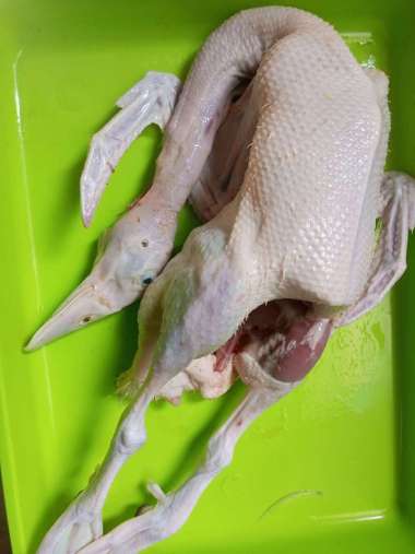 bebek 1.4_1.5 kg( hidupnya)