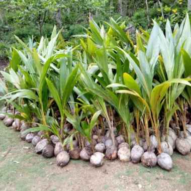 bibit tanaman kelapa hibrida