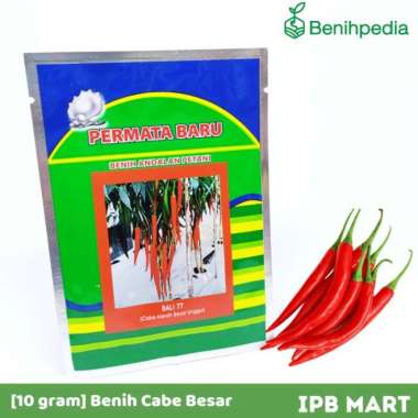 [10 gr] Benih Cabe Cabai Merah Besar