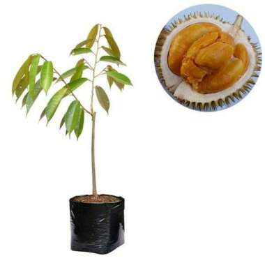 Bibit Tanaman Buah Durian Duri Hitam