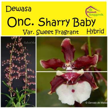 Anggrek Oncidium Sharry Baby Sweet Fragrant dewasa bibit oncydium seri sherry onc onci merah wangi