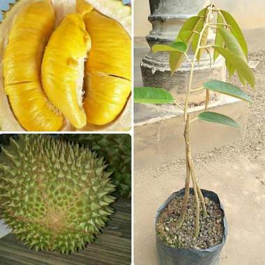 Jual Azzahra Berkah Bibitku Durian Musangking Kaki 3 Bibit Tanaman Murah September 2020 Blibli Com