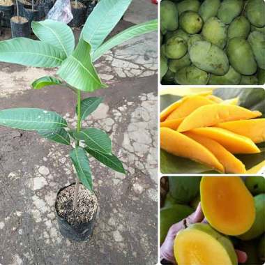 Azzahra berkah bibitku Mangga Indramayu Bibit Seluruh Indonesia