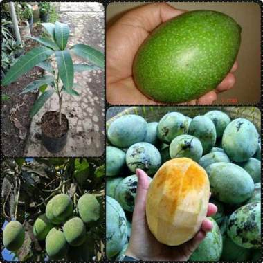 bibit tanaman mangga lalijiwo Indonesia