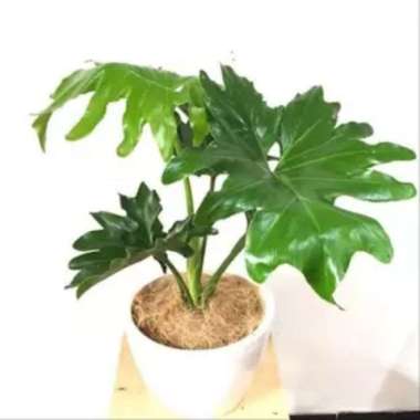 Tanaman Hias Philodendrum - Monstera Philo Jari