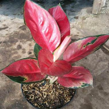 Azzahra berkah bibitku Tanaman Aglonema Suksom Jaipong Indonesia