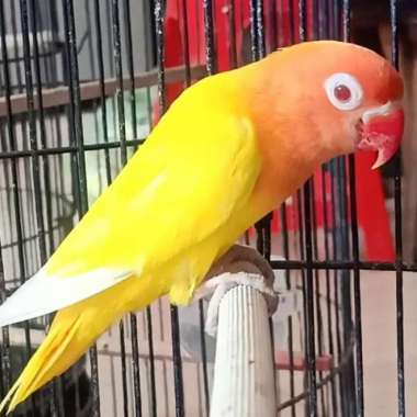 Jual Lovebird Lutino Original Murah - Harga Diskon Januari 2023 | Blibli.com