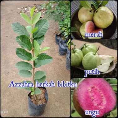 Azzahra berkah bibitku paket bibit tanaman buah jambu kristal 3 jenis unggulan tanaman buah