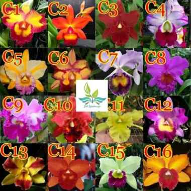 Bibit Bunga Anggrek Dendrobium Remaja- Dewasa --