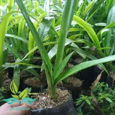 Tanaman hias bunga bakung air mancur pohon bakung --
