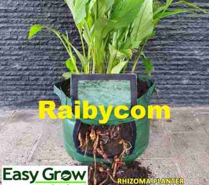 Rizoma Planter Bag Easy Grow L Rhizoma Planterbag Rimpang Kunyit Jahe Hijau