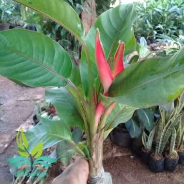 tanaman hias heliconia pisang bali-pisang hias-pisang pisangan --