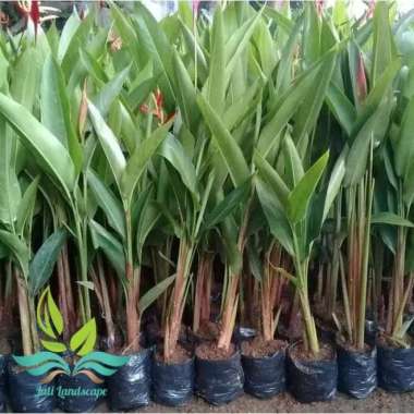 tanaman hias heliconia pisang pisangan --