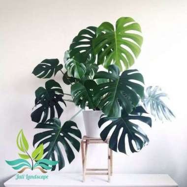 tanaman hias indoor philodendron monstera deliciousa-tanaman rambat --