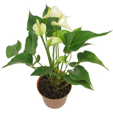 Tanaman Anthurium Mini Putih