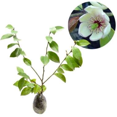 Tanaman Magnolia Figo White ( Cempaka Mulya Putih ) - Tinggi 30-40