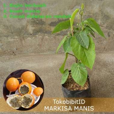Tanaman Markisa Manis