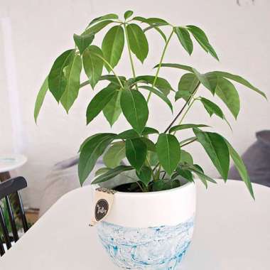 Tanaman Walisongo Daun Hijau ( Umbrella Tree )