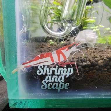 Stiker Udang Sule Celebes Shrimp and Scape Sulawesi Shrimp Sticker Vinyl Transparan Tahan Air Aqua