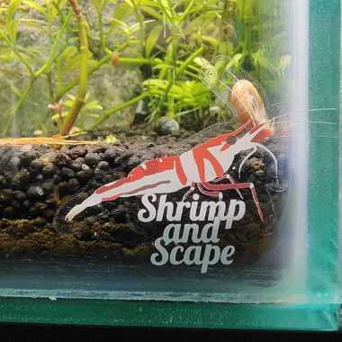 Stiker Udang Sule Celebes Shrimp and Scape Sulawesi Shrimp Sticker Vinyl Transparan Tahan Air Putih